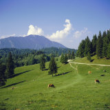 Apline Pastures on the Edge of the Bucegi Mountains, Carpathian Mountains, Transylvania, Romania Photographie par Christopher Rennie