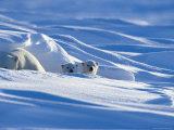Polar Bear with Cubs, (Ursus Maritimus), Churchill, Manitoba, Canada Lámina fotográfica por Thorsten Milse Polar Bear with Cubs, (Ursus Maritimus), Churchill, Manitoba, Canada Lámina fotográfica por Thorsten Milse