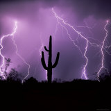 Cactus Silhouetted Against Lightning, Tucson, Arizona, USA Photographic Print by Tony Gervis