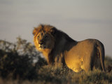 Lion, (Panthera Leo), Etoscha National Park, Namibia Photographic Print by Thorsten Milse