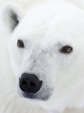 Polar Bear (Ursus Maritimus), Hudson Bay, Churchill, Manitoba, Canada, North America Lámina fotográfica por Thorsten Milse