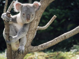 Koala Bear in a Tree in Captivity, Australia, Pacific Fotografisk tryk af James Gritz Koala Bear in a Tree in Captivity, Australia, Pacific Fotografisk tryk af James Gritz