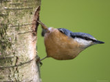 Eurasian Nuthatch, (Sitta Europaea), Bielefeld, Nordrhein Westfalen, Germany Photographic Print by Thorsten Milse