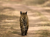 Bengal Tiger, Panthera Tigris Tigris, Bandhavgarh National Park, Madhya Pradesh, India, Asia Lámina fotográfica por Thorsten Milse