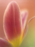 Tulip, (Tulipa Spec), Bielefeld, Germany Photographic Print by Thorsten Milse