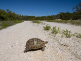 Geometric Tortoise (Psammobates Geometricus), West Coast, South Africa, Africa Photographic Print by Thorsten Milse