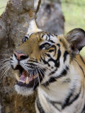 Indian Tiger (Bengal Tiger) (Panthera Tigris Tigris), Bandhavgarh National Park, India Photographic Print by Thorsten Milse