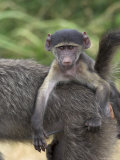 Young Chacma Baboon, Riding on Adult's Back, Kruger National Park, Mpumalanga, South Africa Photographie par Ann & Steve Toon