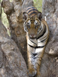 Indian Tiger (Bengal Tiger) (Panthera Tigris Tigris), Bandhavgarh National Park, India Photographic Print by Thorsten Milse