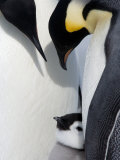 Emperor Penguin Chick and Adults, Snow Hill Island, Weddell Sea, Antarctica, Polar Regions Photographic Print by Thorsten Milse