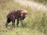 Young Spotted Hyena, Picking up a Scent, Kruger National Park, Mpumalanga, South Africa Photographic Print by Ann & Steve Toon