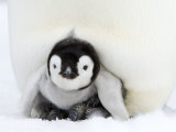 Emperor Penguin Chick, Snow Hill Island, Weddell Sea, Antarctica, Polar Regions Reprodukcja zdjęcia autor Thorsten Milse Emperor Penguin Chick, Snow Hill Island, Weddell Sea, Antarctica, Polar Regions Reprodukcja zdjęcia autor Thorsten Milse