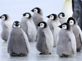 Emperor Penguin Chicks, Snow Hill Island, Weddell Sea, Antarctica, Polar Regions Reprodukcja zdjęcia autor Thorsten Milse Emperor Penguin Chicks, Snow Hill Island, Weddell Sea, Antarctica, Polar Regions Reprodukcja zdjęcia autor Thorsten Milse