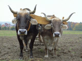 Close-Up of Two Oxen Pulling a Plough in a Shaker Village, New England, USA Photographie par Fraser Hall