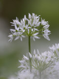 Close-Up of Wild Garlic Flower, Lancashire, England, United Kingdom Photographic Print by Ann & Steve Toon