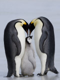 Emperor Penguin Chick and Adulta, Snow Hill Island, Weddell Sea, Antarctica, Polar Regions Lámina fotográfica por Thorsten Milse Emperor Penguin Chick and Adulta, Snow Hill Island, Weddell Sea, Antarctica, Polar Regions Lámina fotográfica por Thorsten Milse