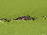 Saltwater Crocodile, Rainforest Habitat Sanctuary, Queensland, Australia, Pacific Photographic Print by Ann & Steve Toon