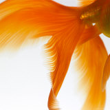 Close-up of a Goldfish Tail Photographic Print by Mark Mawson