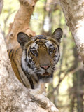 Indian Tiger (Bengal Tiger) (Panthera Tigris Tigris), Bandhavgarh National Park, India Photographic Print by Thorsten Milse