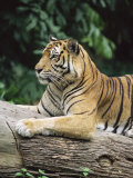 Sumatran Tiger, in Captivity at Singapore Zoo, Singapore Photographic Print by Ann & Steve Toon