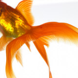 Detail of a Goldfish Tail Photographic Print by Mark Mawson