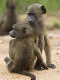 Young Chacma Baboons Playing, Kruger National Park, Mpumalanga, South Africa, Africa Photographic Print by Ann & Steve Toon