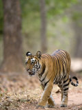 Female Indian Tiger (Bengal Tiger) (Panthera Tigris Tigris), Bandhavgarh National Park, India Photographic Print by Thorsten Milse
