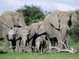African Elephants, Loxodonta Africana, Maternal Group with Baby, Etosha National Park, Namibia Photographie par Ann & Steve Toon