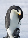 Emperor Penguin Chick and Adult, Snow Hill Island, Weddell Sea, Antarctica, Polar Regions Photographic Print by Thorsten Milse