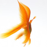 Goldfische Fotografie-Druck von Mark Mawson
