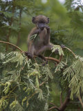 Young Chacma Baboon Playing in Tree, Kruger National Park, Mpumalanga, South Africa, Africa Photographie par Ann & Steve Toon