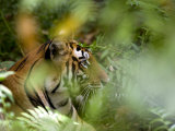 Female Indian Tiger (Bengal Tiger) (Panthera Tigris Tigris), Bandhavgarh National Park, India Photographic Print by Thorsten Milse