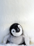 Emperor Penguin (Aptenodytes Forsteri), Chick, Snow Hill Island, Weddell Sea, Antarctica Photographie par Thorsten Milse