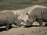 East African Black Rhinoceros (Rhinos) Sparring, San Diego Wild Animal Park, California Photographic Print by James Gritz