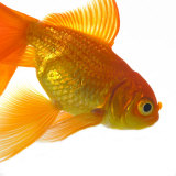 Goldfish Photographic Print by Mark Mawson