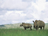 White Rhinoceros (Rhino), Ceratotherium Simum, Itala Game Reserve, Kwazulu-Natal, South Africa Photographic Print by Ann & Steve Toon