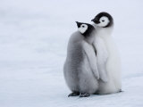 Emperor Penguin Chicks, Snow Hill Island, Weddell Sea, Antarctica, Polar Regions Photographie par Thorsten Milse