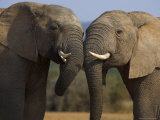 Elephants Socialising in Addo Elephant National Park, Eastern Cape, South Africa Lámina fotográfica por Ann & Steve Toon Elephants Socialising in Addo Elephant National Park, Eastern Cape, South Africa Lámina fotográfica por Ann & Steve Toon