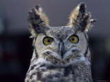 Close-Up of a Greeat Horned Owl, Bubo Virginiarius, Colorado Photographic Print by James Gritz