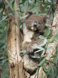 Ann & Steve Toon - Koala Bear, Phascolarctos Cinereus, Among Eucalypt Leaves, South Australia, Australia - Fotografik Baskı Ann & Steve Toon - Koala Bear, Phascolarctos Cinereus, Among Eucalypt Leaves, South Australia, Australia - Fotografik Baskı