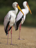 Yellow-Billed Storks, in Breeding Plumage on Riverbank, Kruger National Park, South Africa, Africa Lámina fotográfica por Ann & Steve Toon Yellow-Billed Storks, in Breeding Plumage on Riverbank, Kruger National Park, South Africa, Africa Lámina fotográfica por Ann & Steve Toon