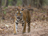 Female Indian Tiger (Bengal Tiger) (Panthera Tigris Tigris), Bandhavgarh National Park, India Photographic Print by Thorsten Milse