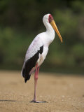 Yellow-Billed Stork, in Breeding Plumage, on Riverbank, Kruger National Park, South Africa Lámina fotográfica por Ann & Steve Toon Yellow-Billed Stork, in Breeding Plumage, on Riverbank, Kruger National Park, South Africa Lámina fotográfica por Ann & Steve Toon