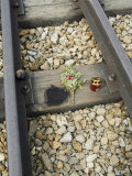 Tributes Left to the Dead at Auschwitz Second Concentration Camp at Birkenau, Poland Photographic Print by Robert Harding