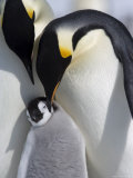 Emperor Penguin Chick and Adults, Snow Hill Island, Weddell Sea, Antarctica, Polar Regions Photographie par Thorsten Milse