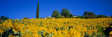 Sunflower Field, Tuscany, Italy, Europe Photographic Print by John Miller