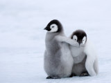 Emperor Penguin Chicks, Snow Hill Island, Weddell Sea, Antarctica, Polar Regions Fotografie-Druck von Thorsten Milse