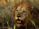 Close-Up of Male Lion (Panthera Leo), Mala Mala Game Reserve, Sabi Sand Park, South Africa, Africa Photographic Print by Sergio Pitamitz