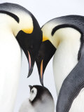Emperor Penguin (Aptenodytes Forsteri), Chick and Adults, Snow Hill Island, Weddell Sea, Antarctica Lámina fotográfica por Thorsten Milse