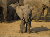 Baby Elephant, Eastern Cape, South Africa Photographic Print by Ann & Steve Toon